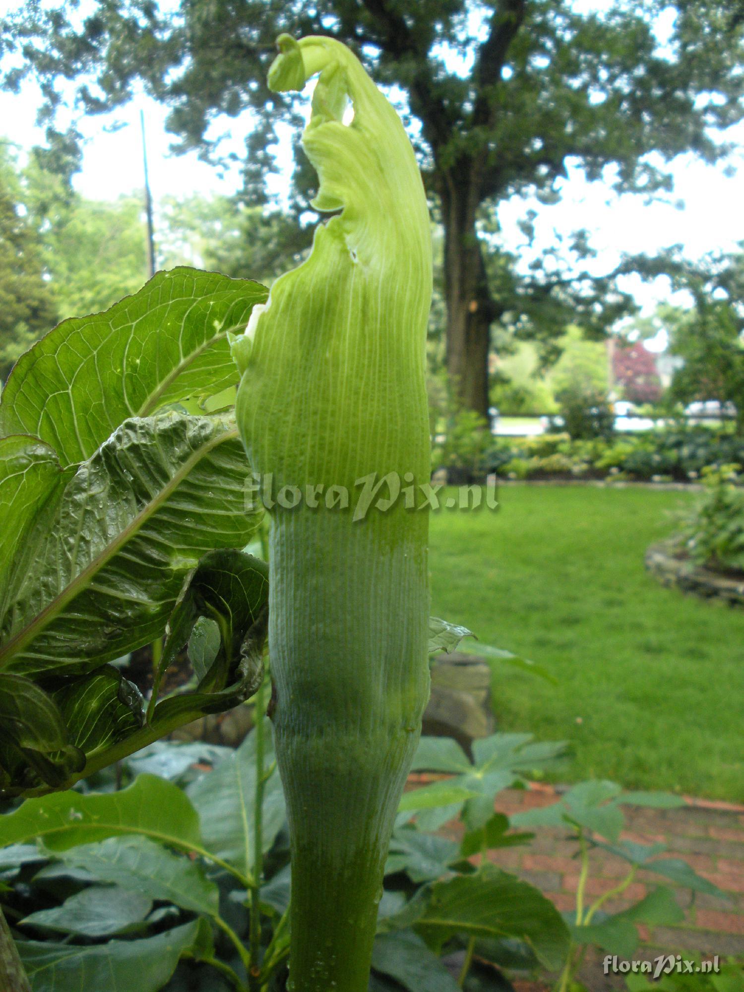 Arisaema tortuosum (developmental issues)