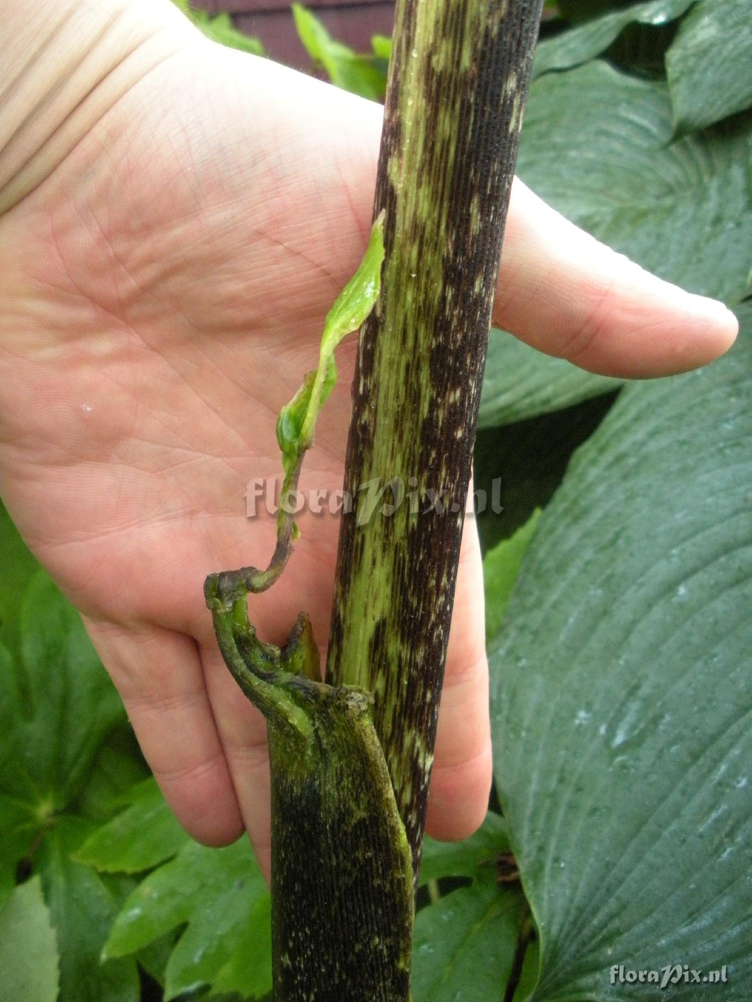 Arisaema tortuosum (developmental issues)