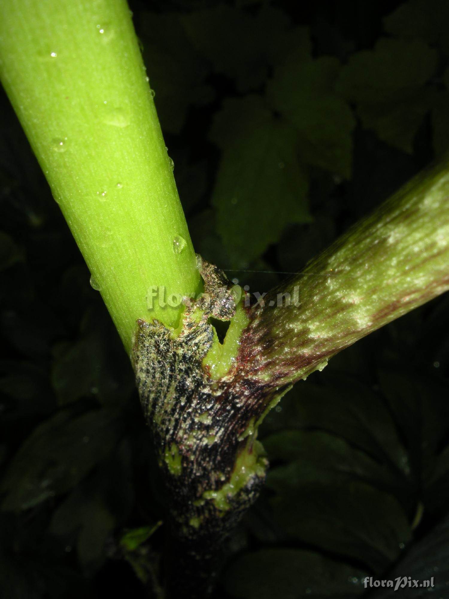 Arisaema tortuosum (developmental issues)