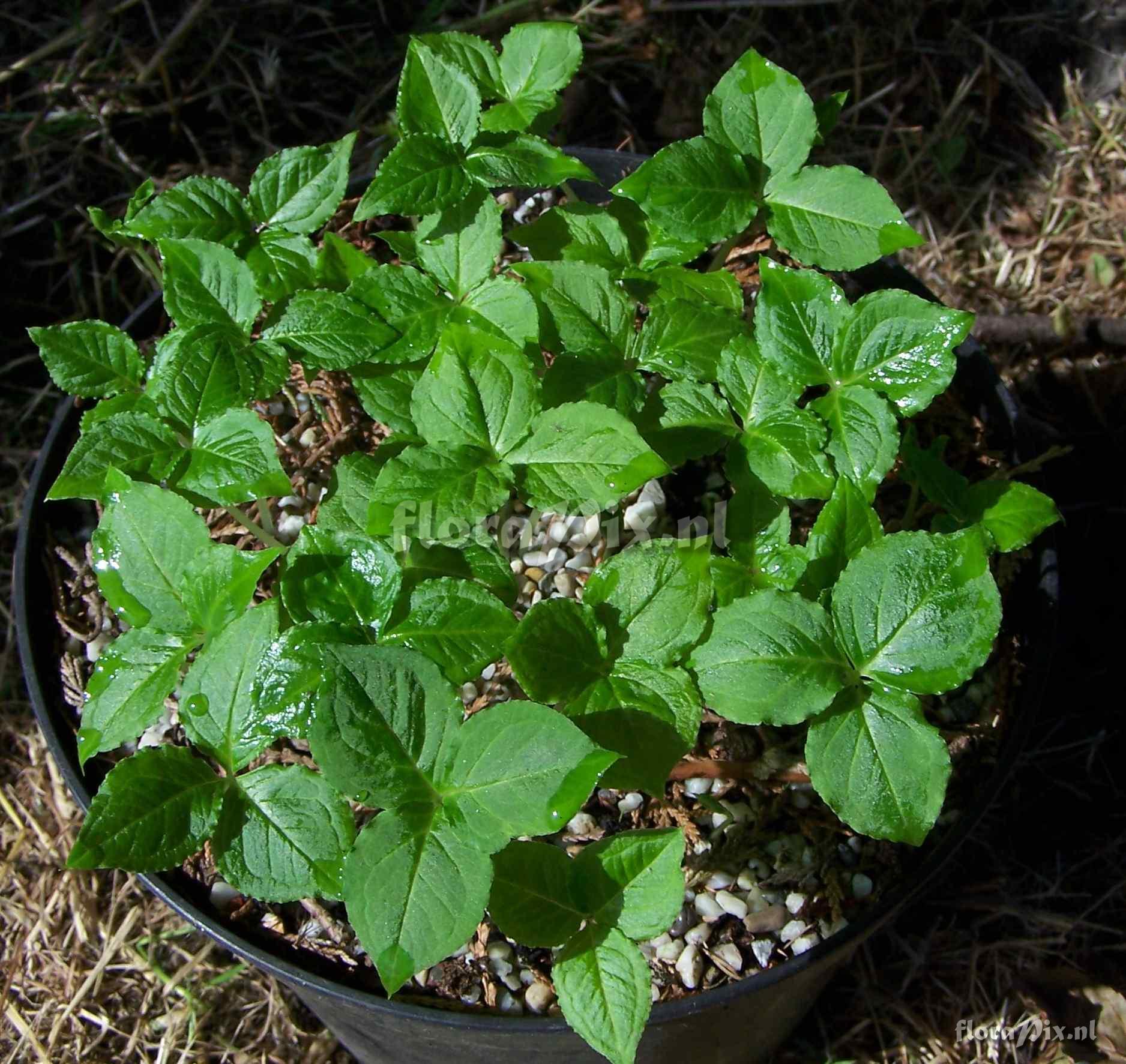 Arisaema tortuosum