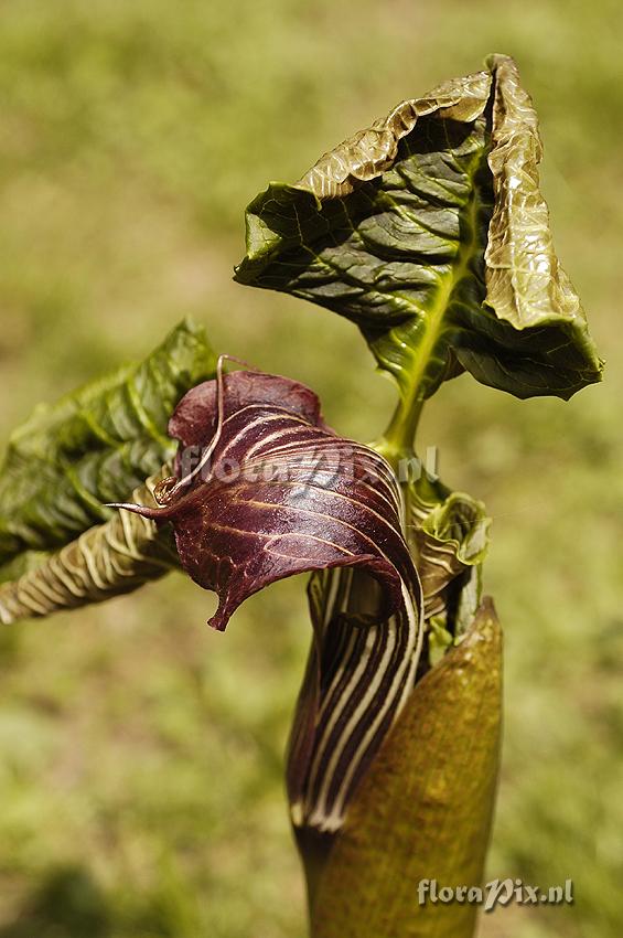 Arisaema utile