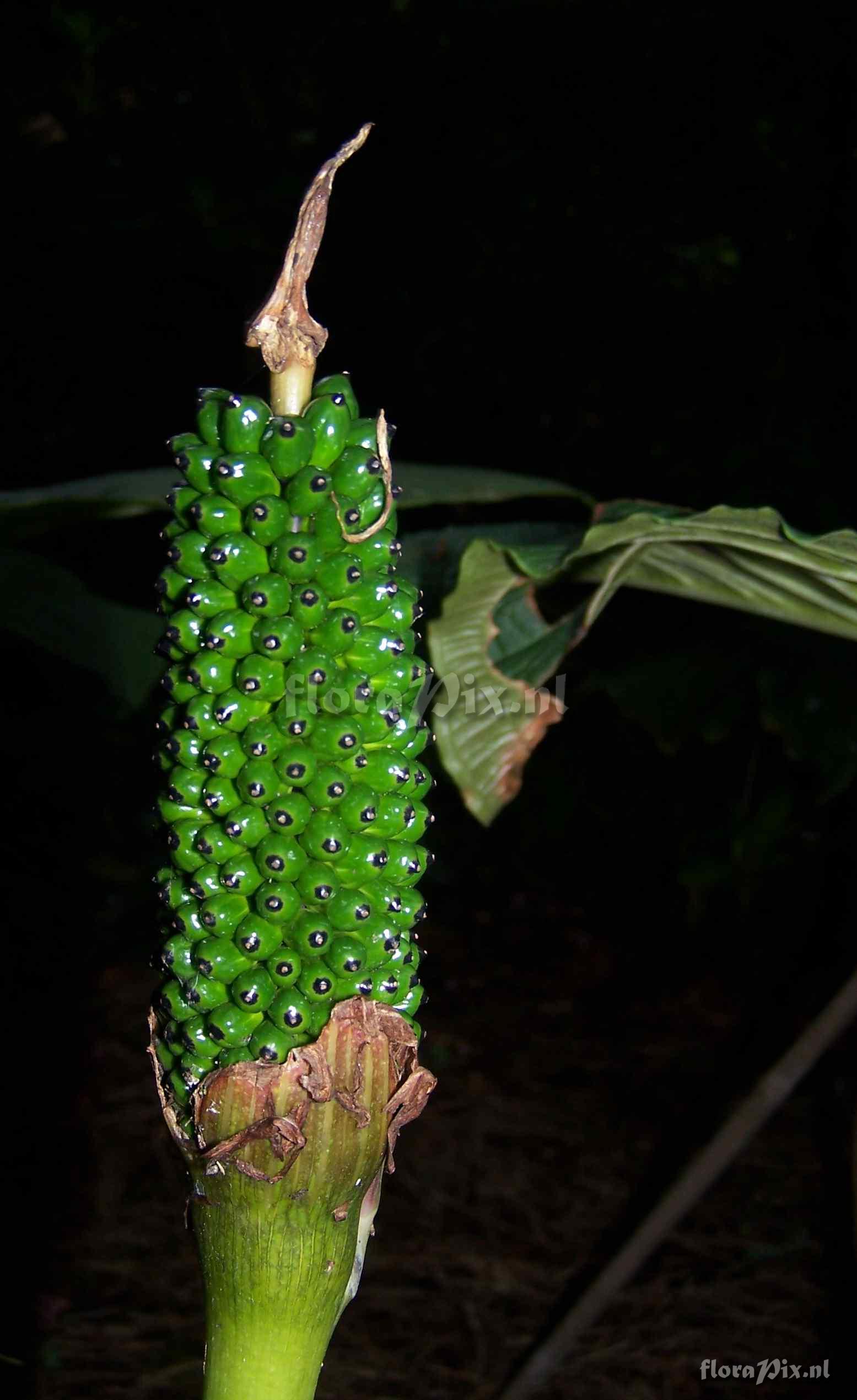 Arisaema utile