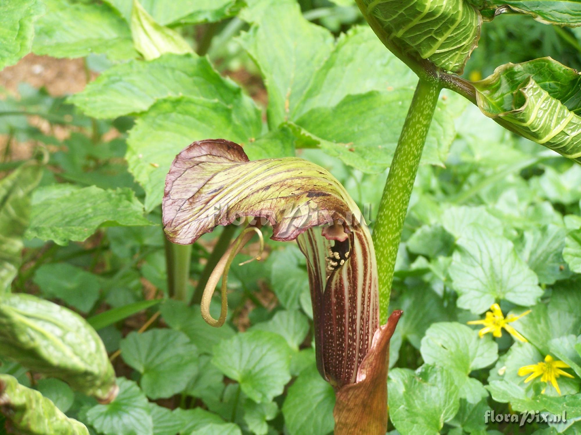 Arisaema wilsonii