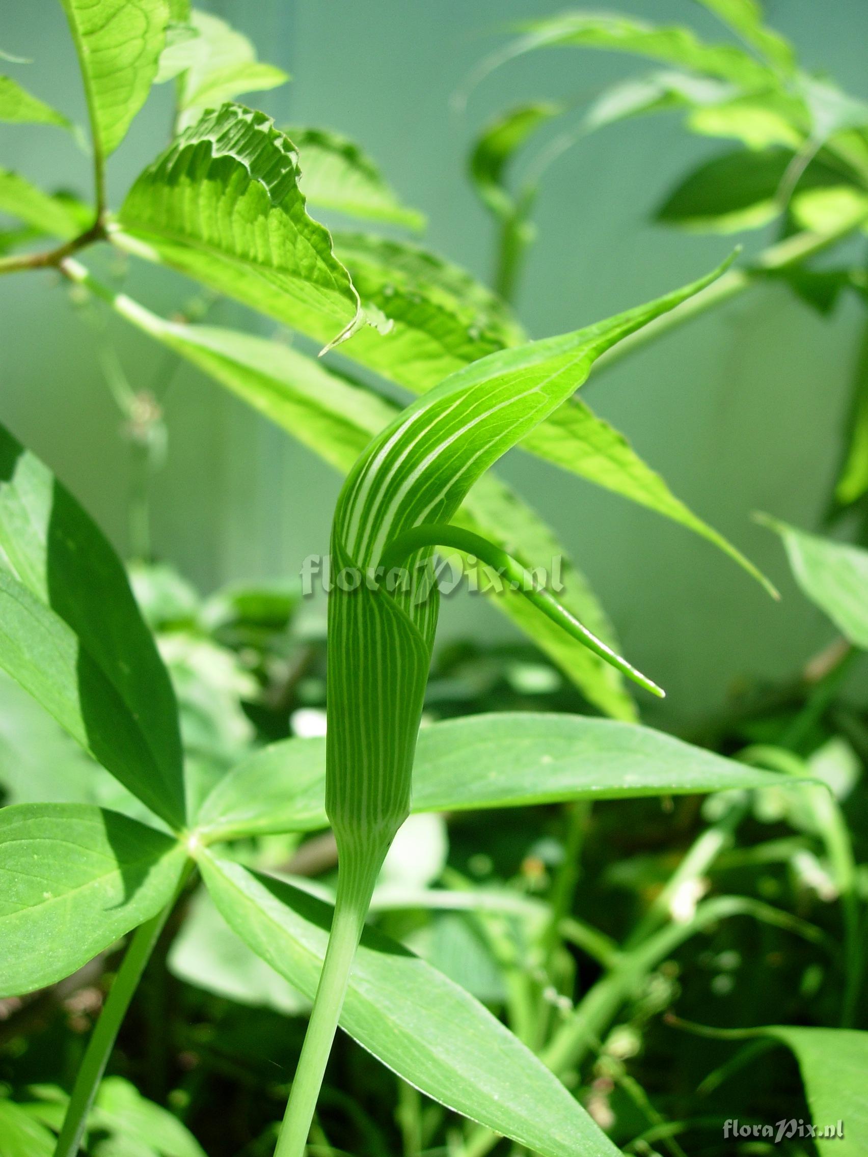 Arisaema yunnanense