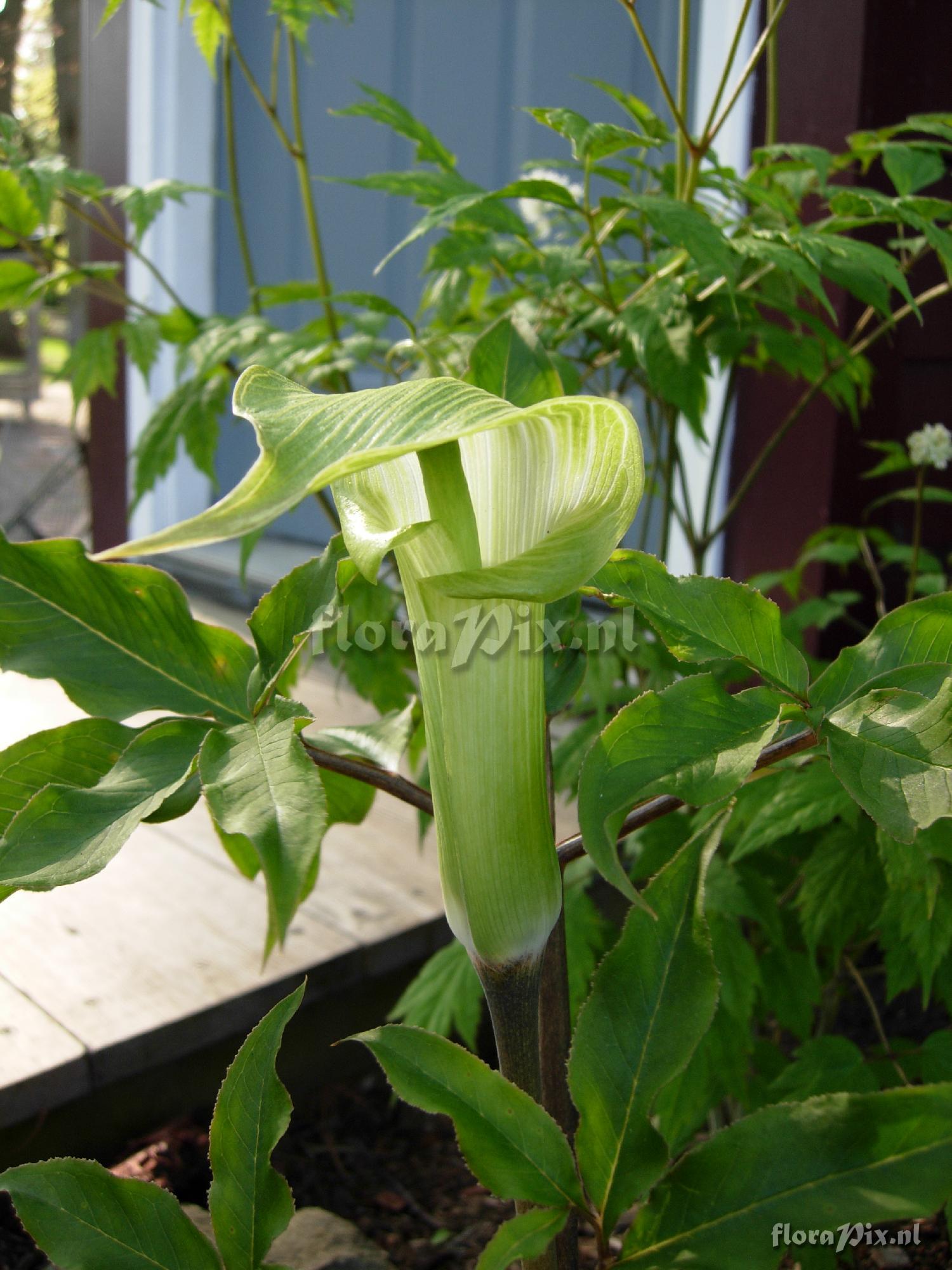 Arisaema yamatense