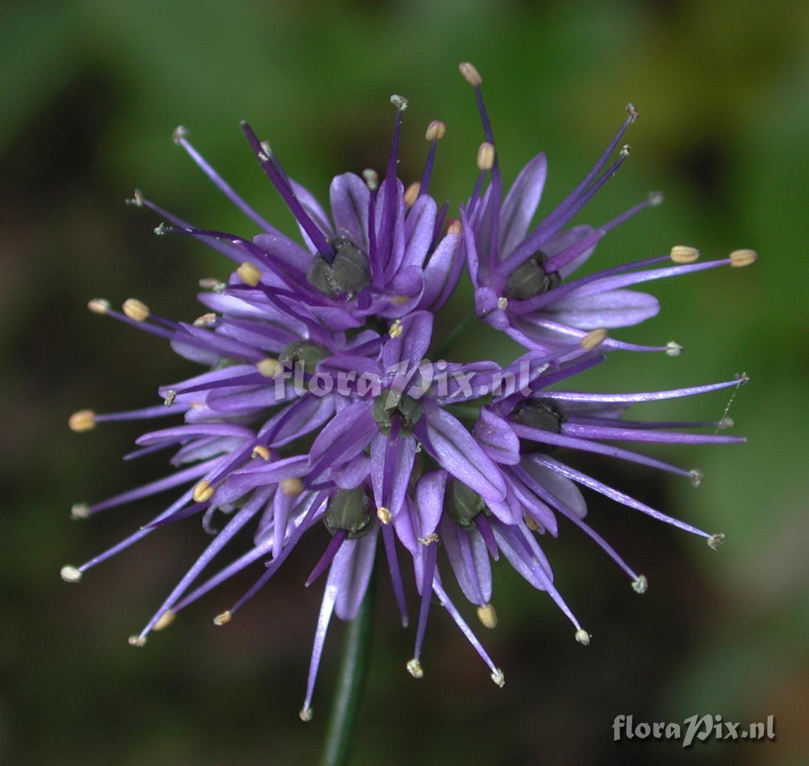 Allium cyaneum