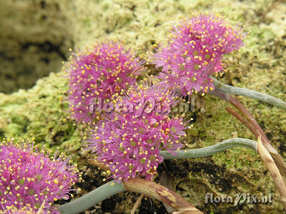 Allium kurtzianum