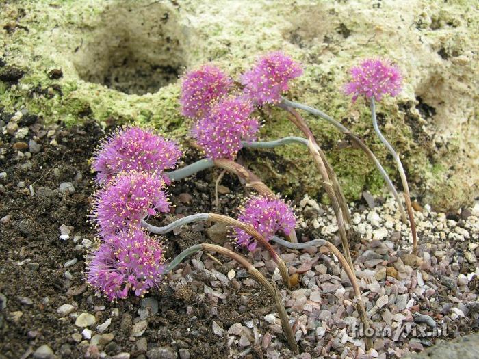 Allium kurtzianum ACW 2372