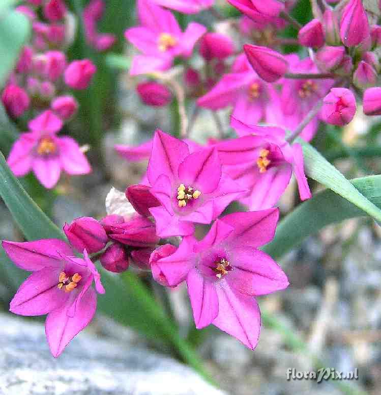 Allium oreophilum