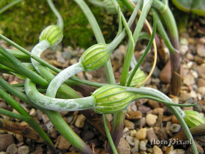 allium kurtzianum