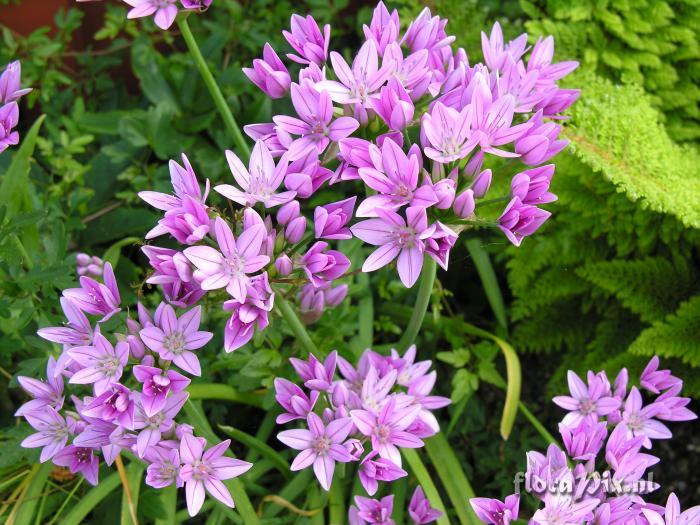 allium uniflorum