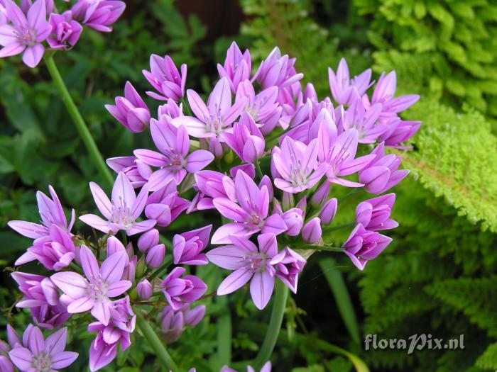 allium unifolium