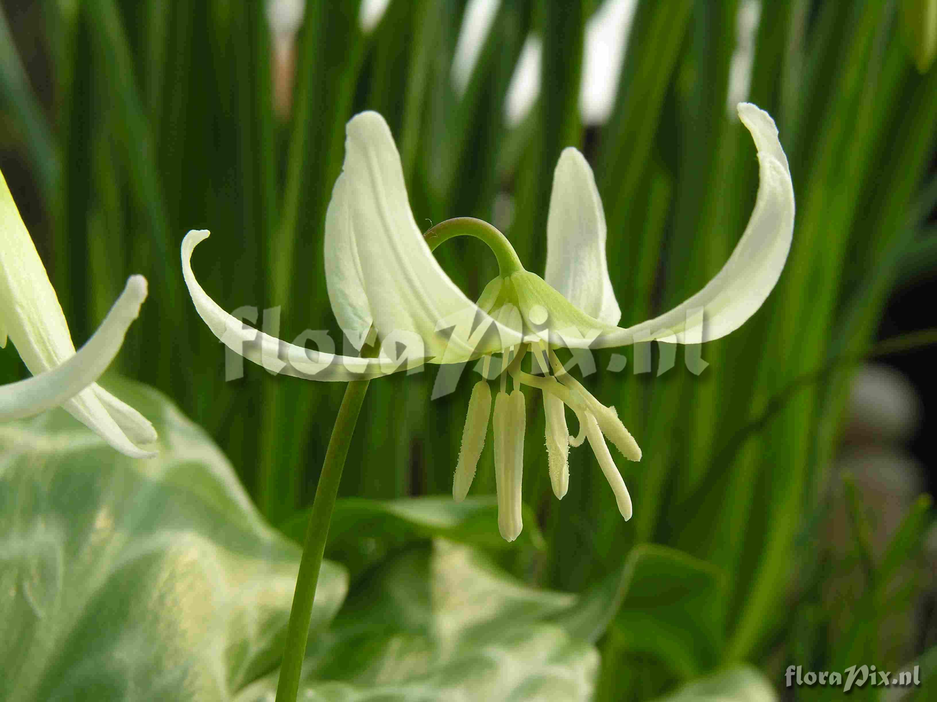 Erythronium White Beauty