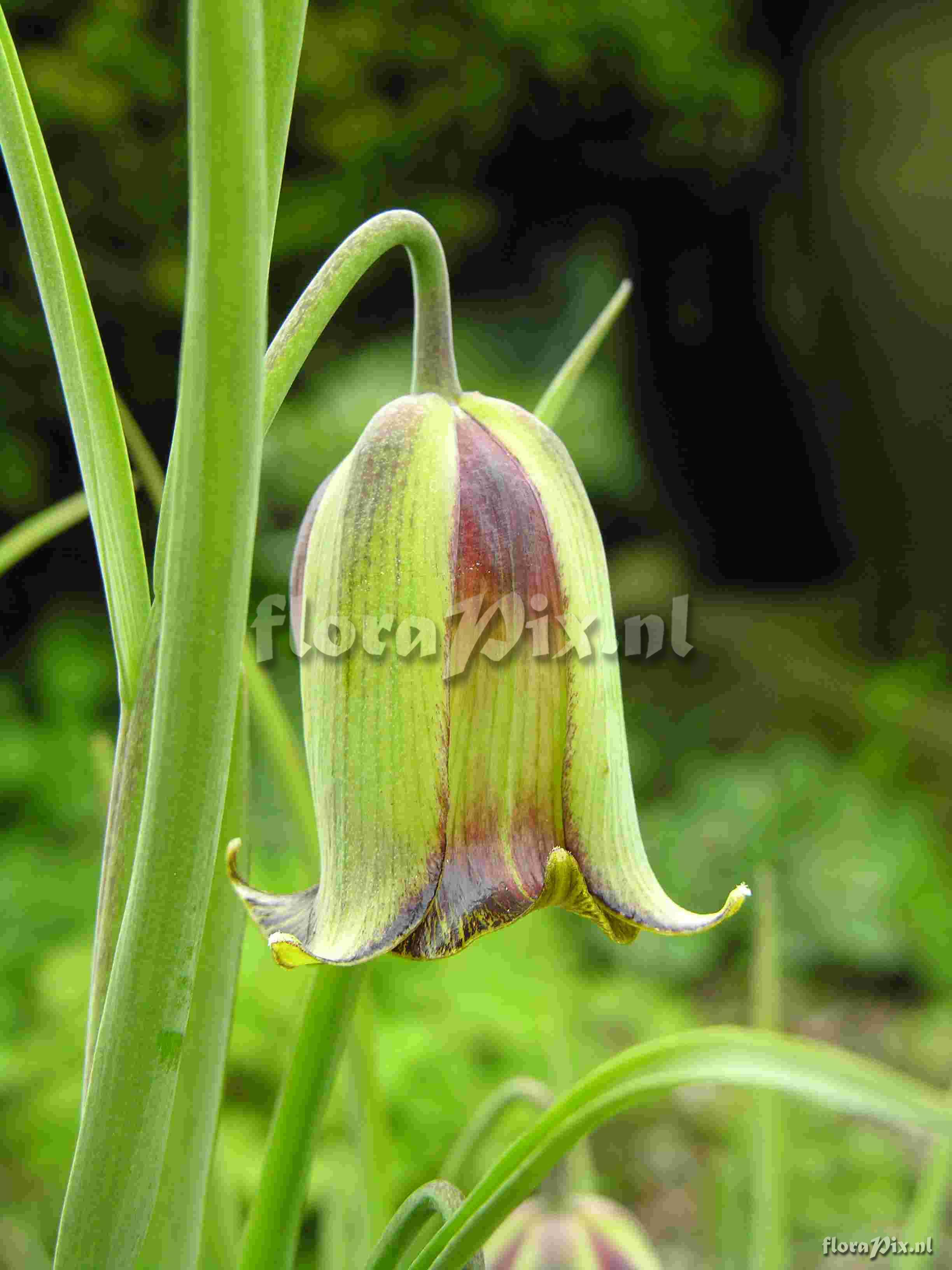 Fritillaria acmopetala