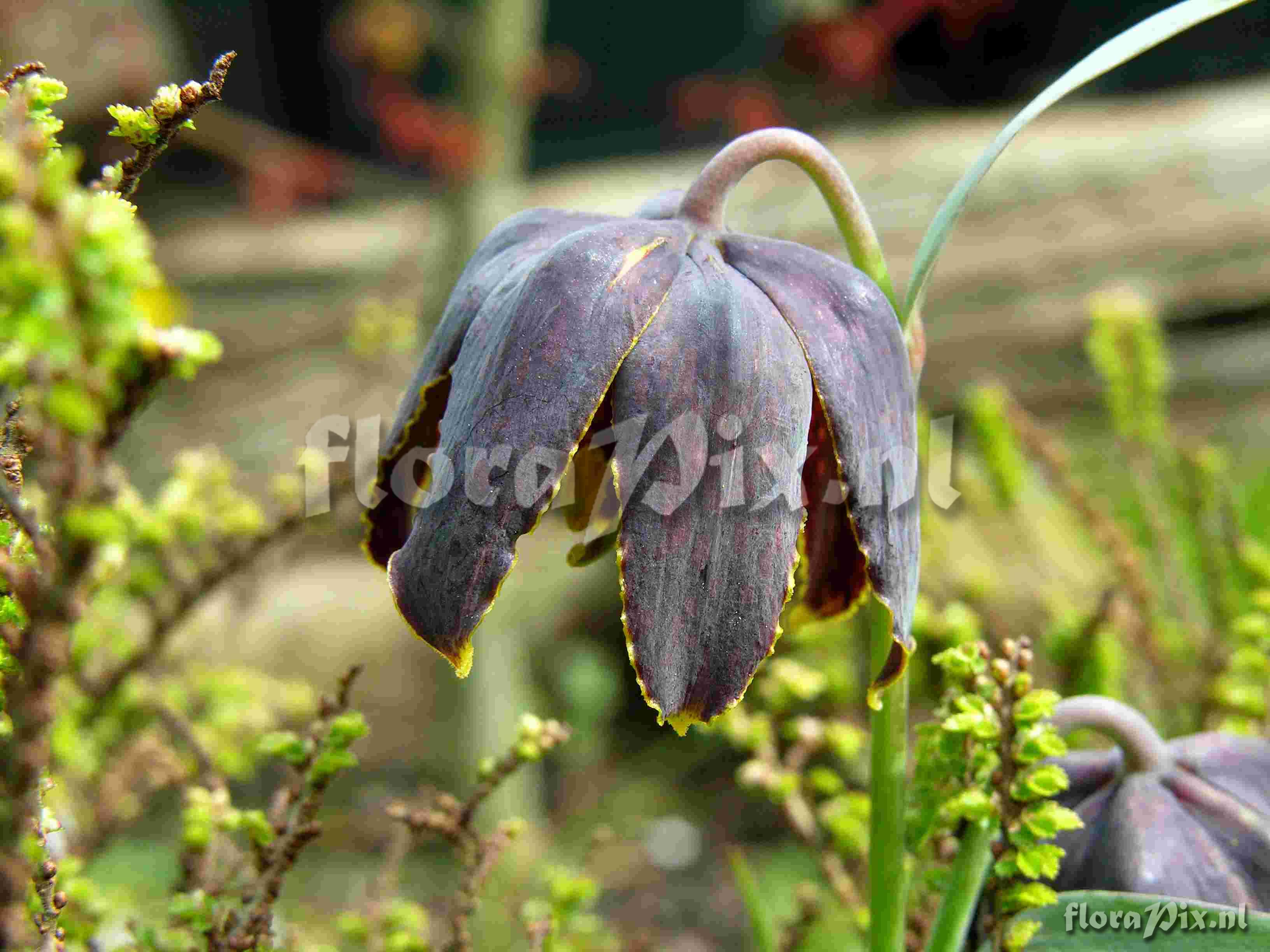 Fritillaria affinis tristulis