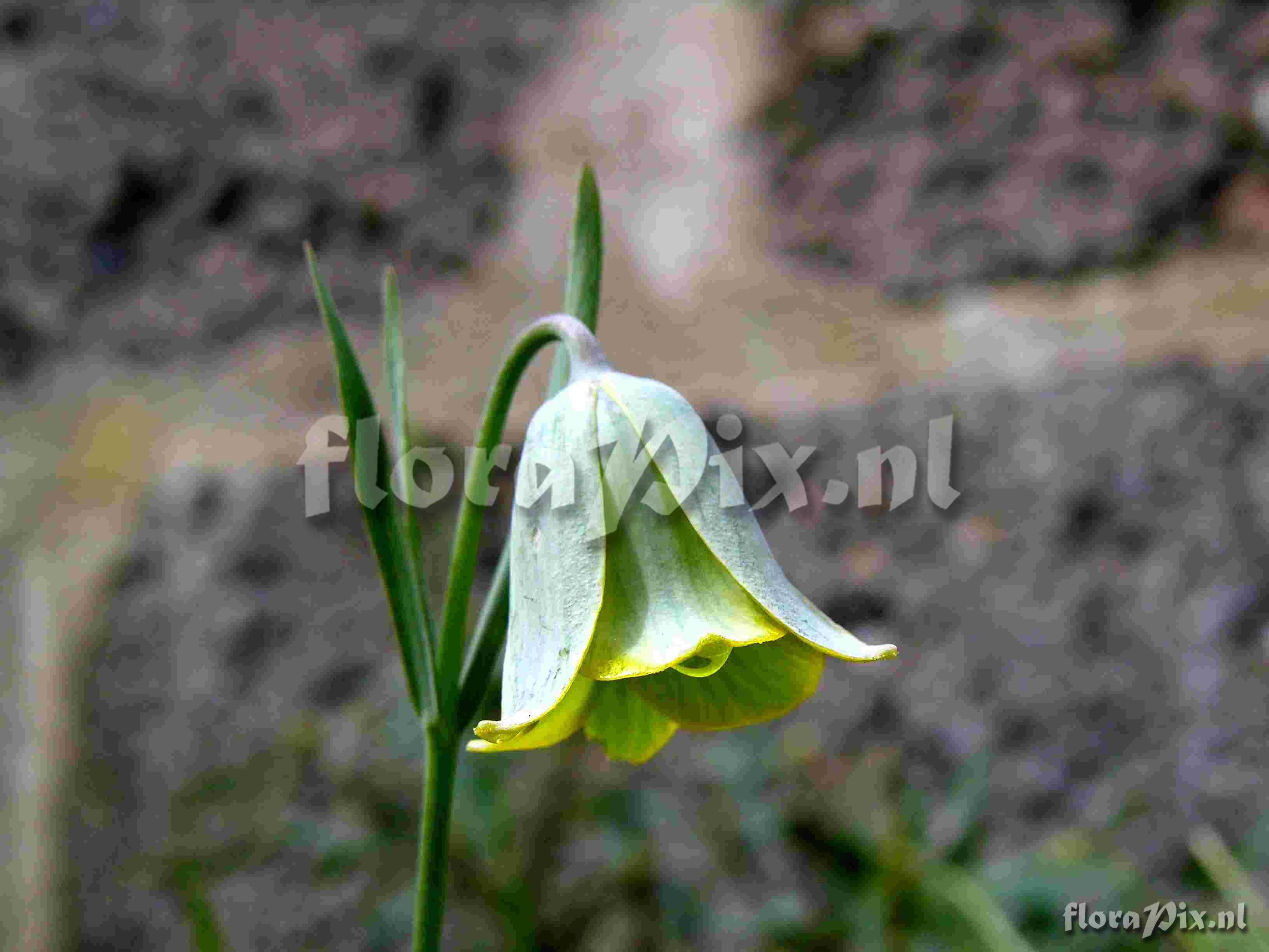 Fritillaria bythinica