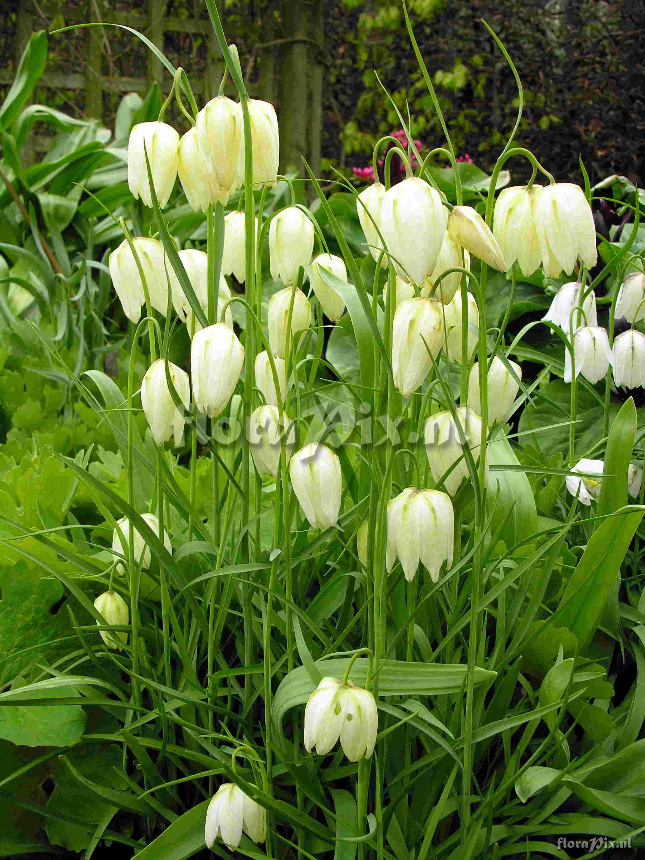 Fritillaria meleagris