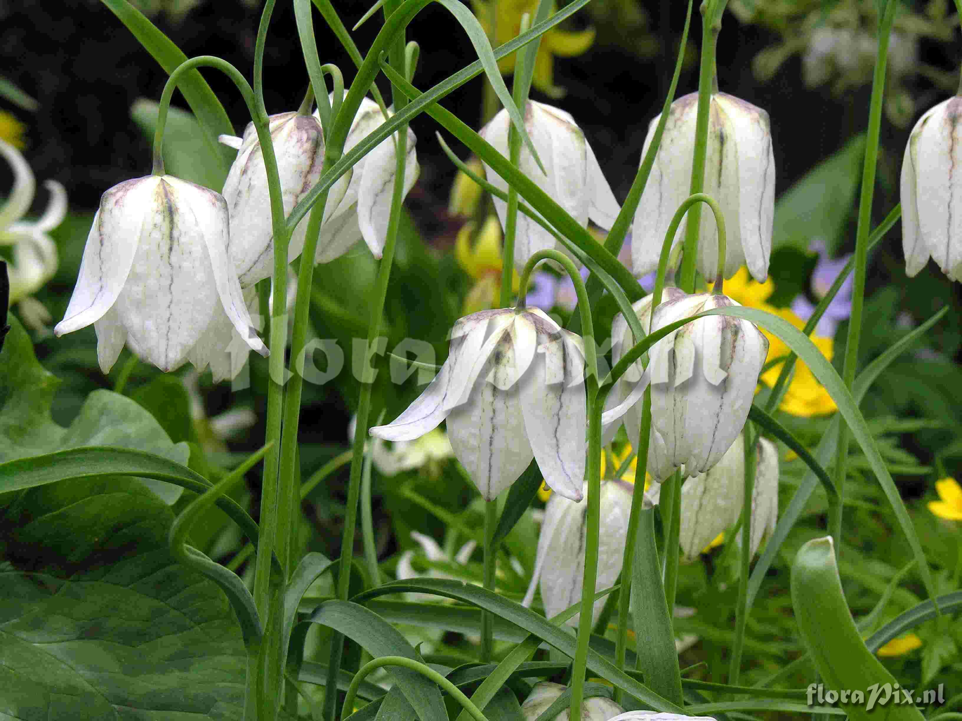 Fritillaria meleagris