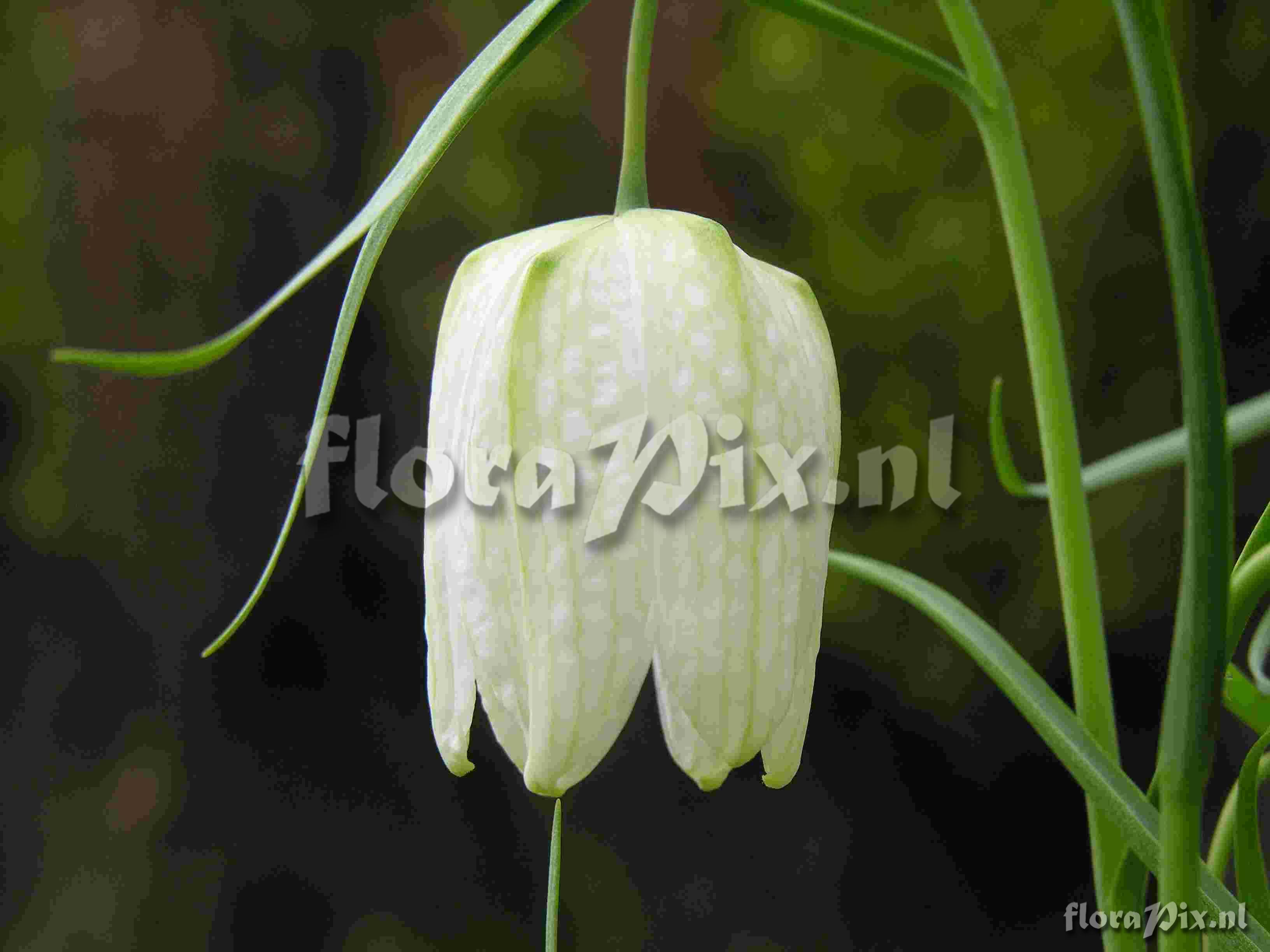 Fritillaria meleagris