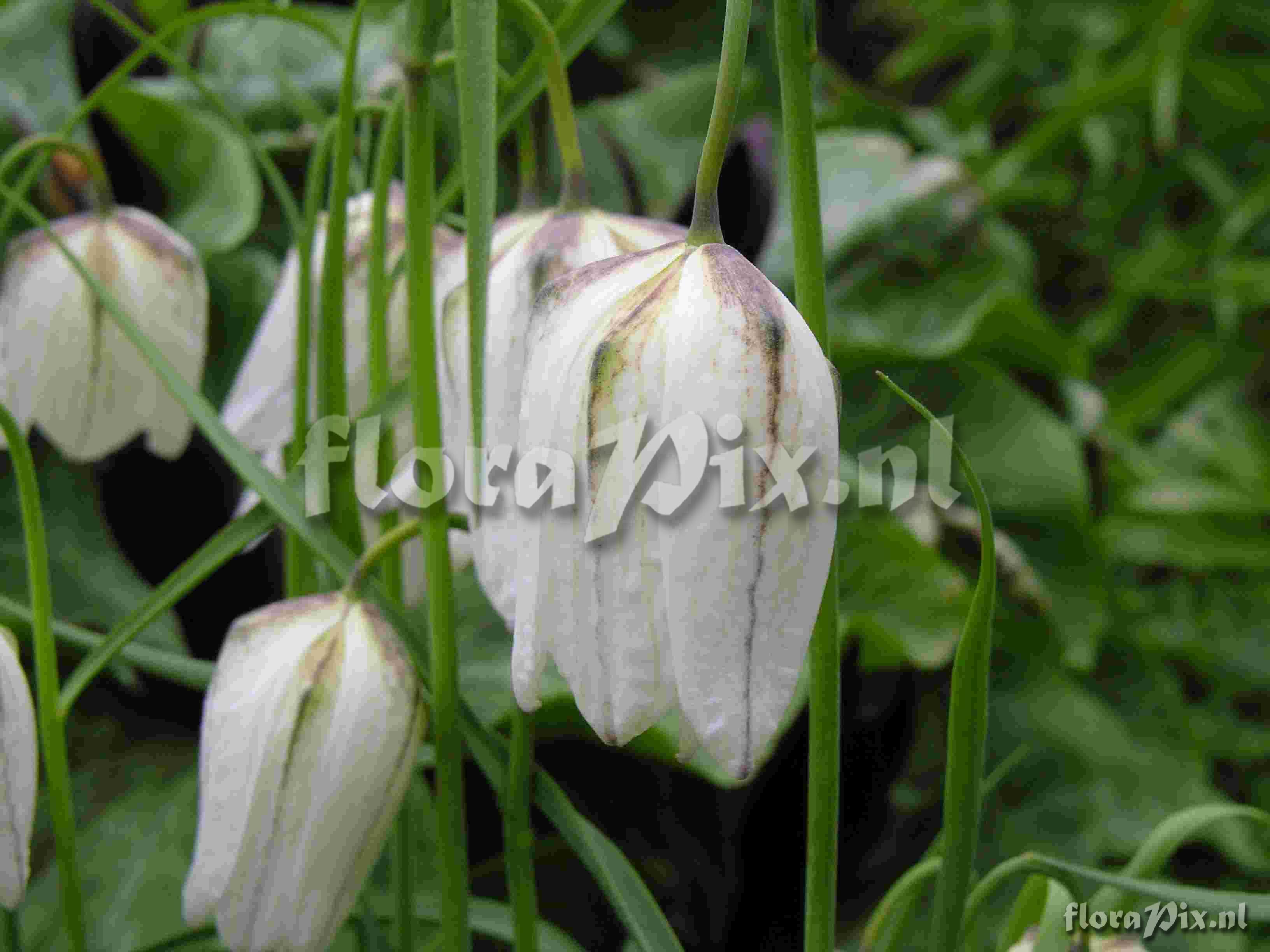 Fritillaria melegris