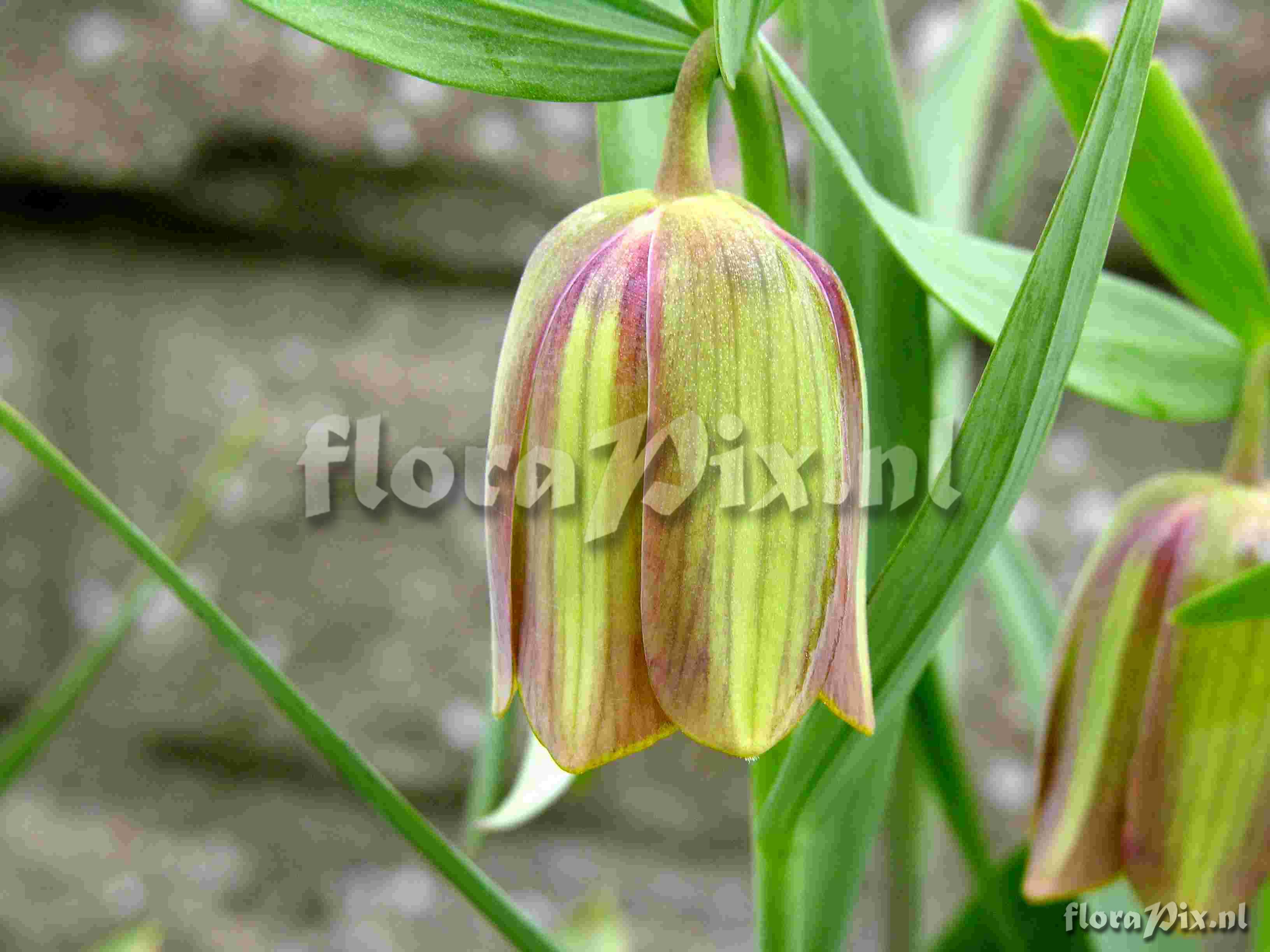 Fritillaria pontica