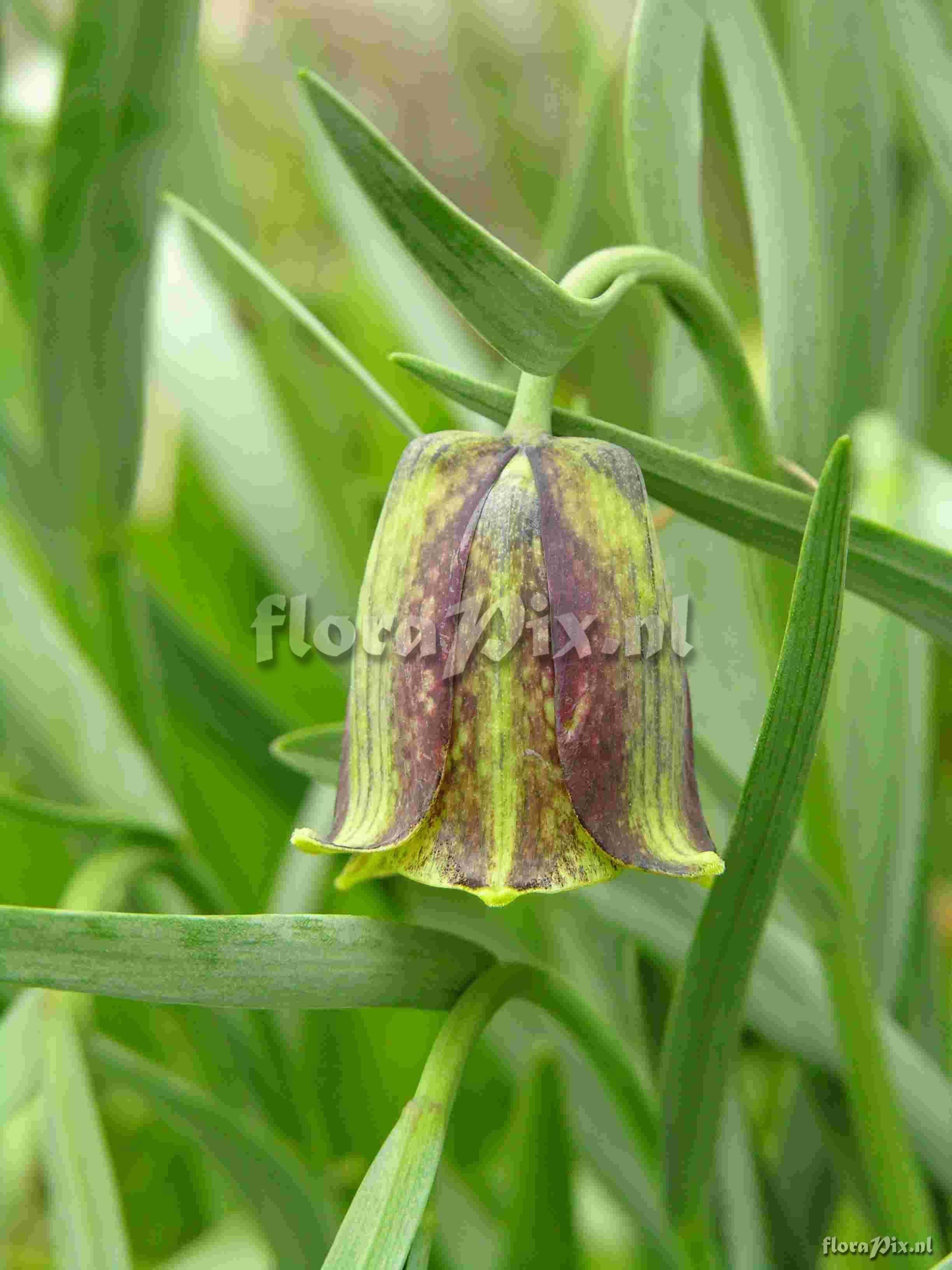 Fritillaria pyrenaica