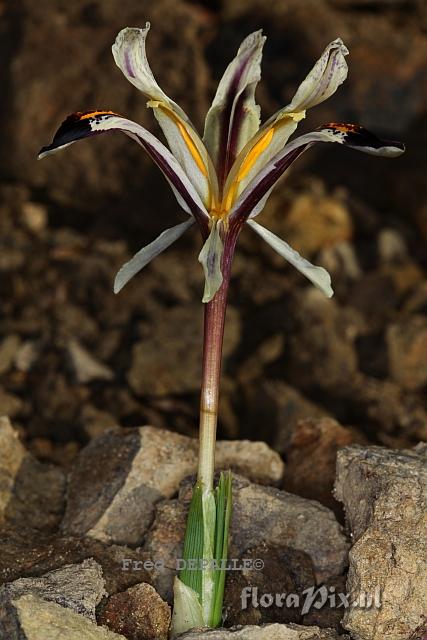 Iris rosenbachiana