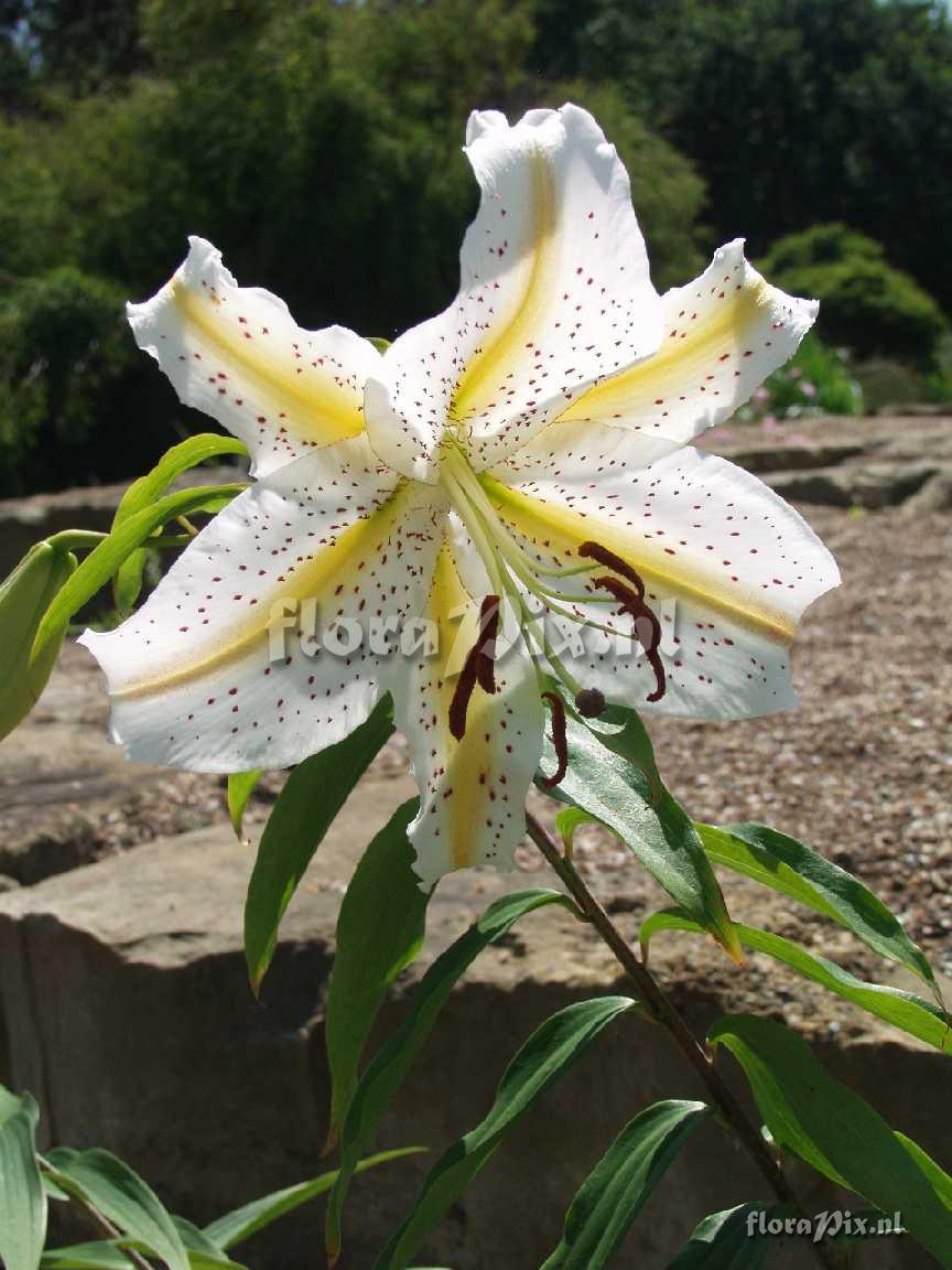 Lilium auratum