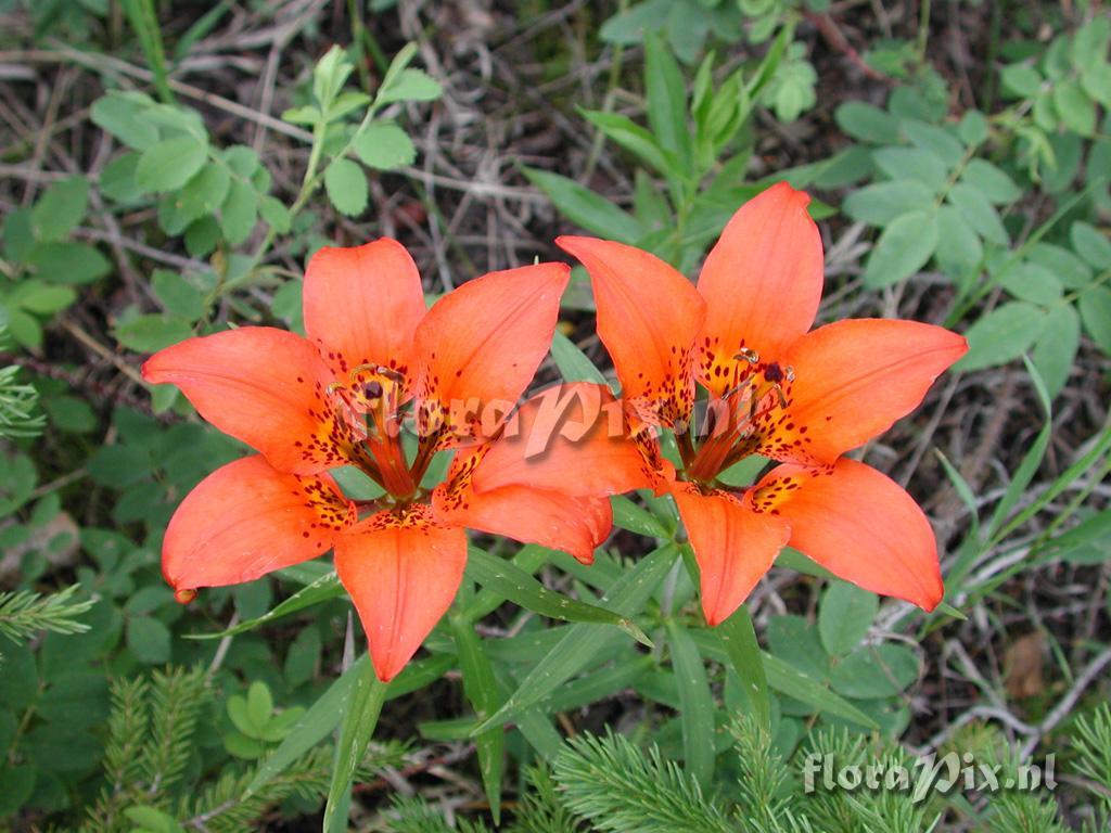 Lilium philadelphicum