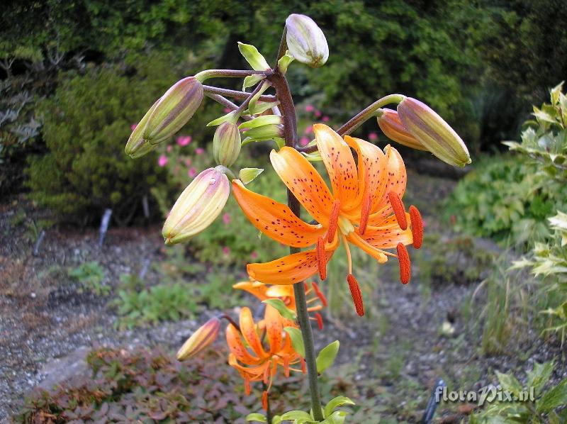 Lilium distichum