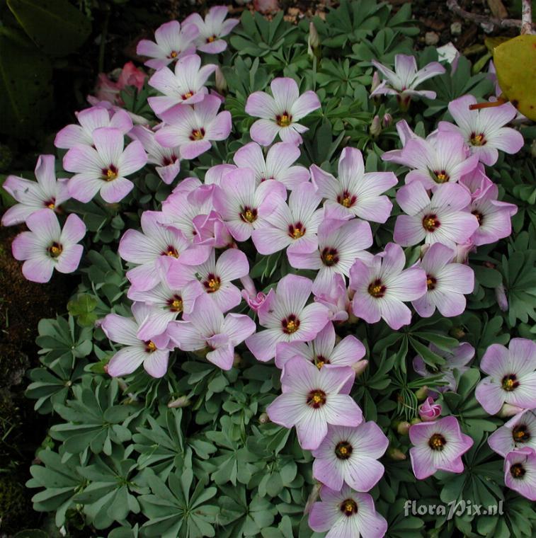 Oxalis adenophylla