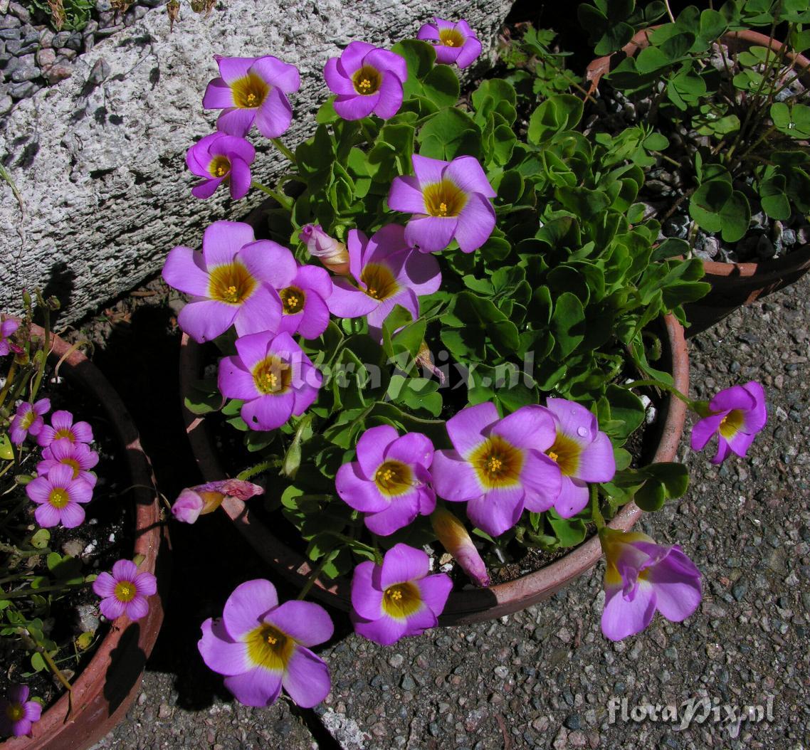 Oxalis depressa