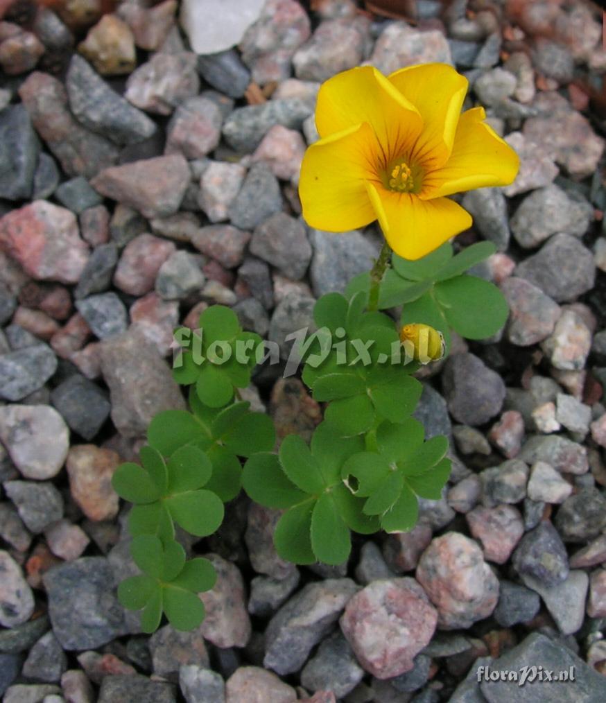 Oxalis perdicaria