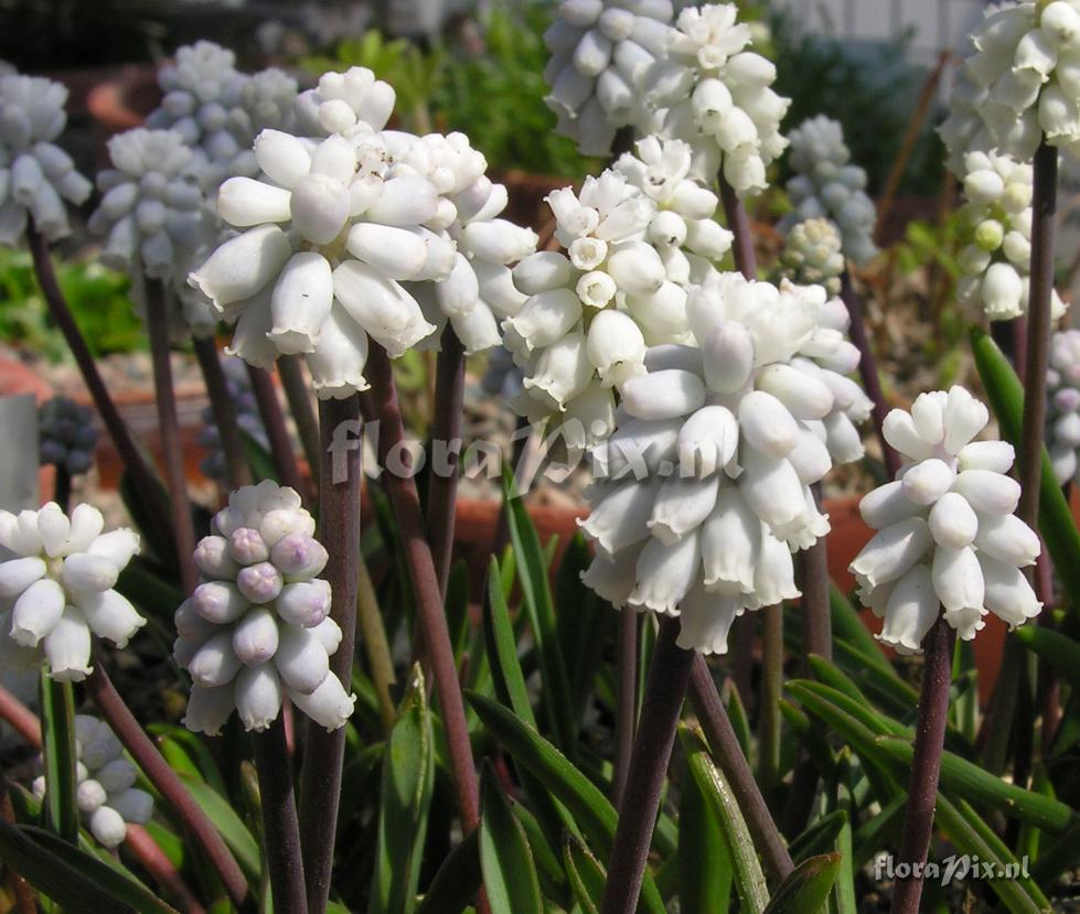 Muscari pallens