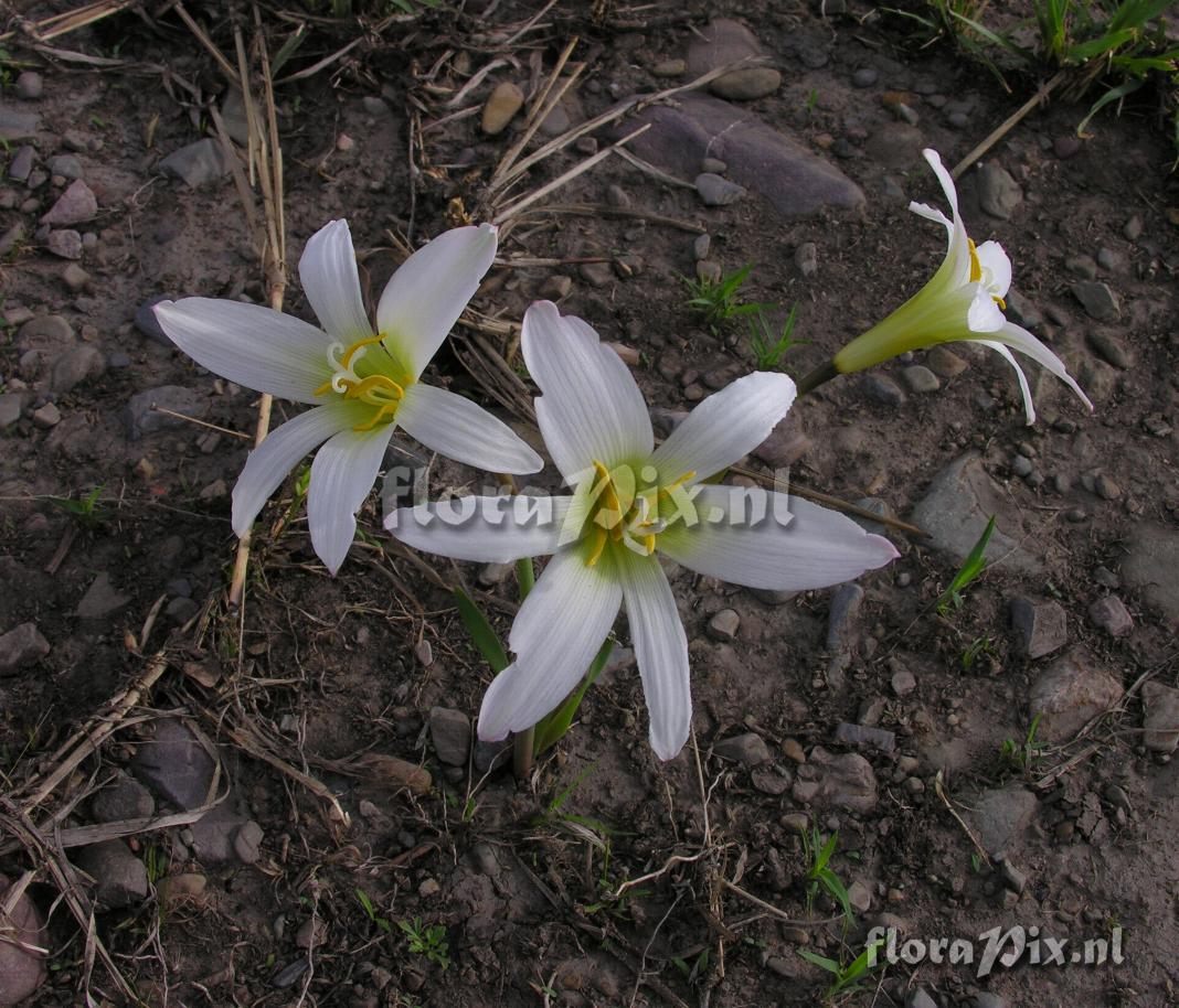 Zephranthes mesochloa