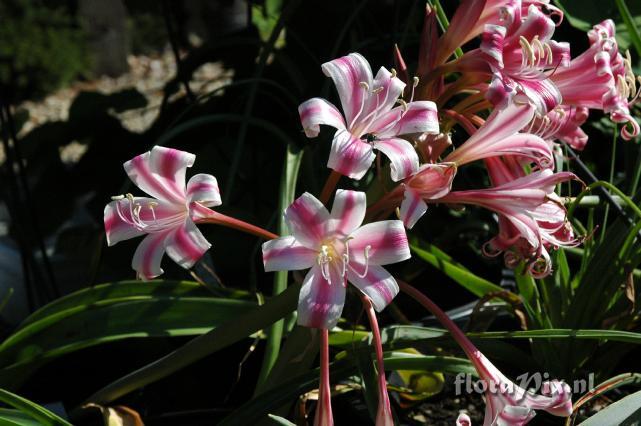 Crinum graminicola