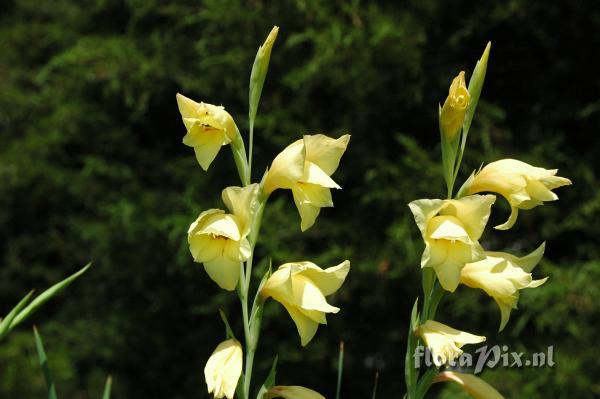 Gladiolus x-gandavensis