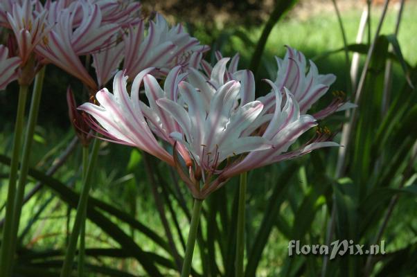 Lycoris