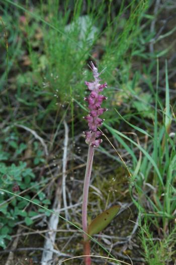 Lachenalia from the Bokkeveld Plateau