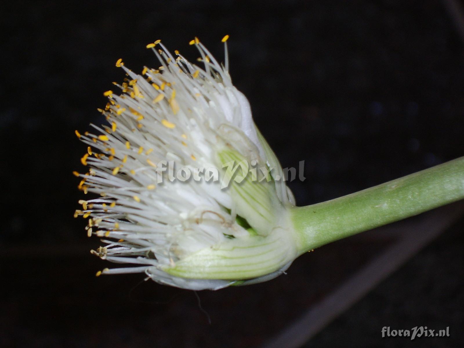 Haemanthus humilis