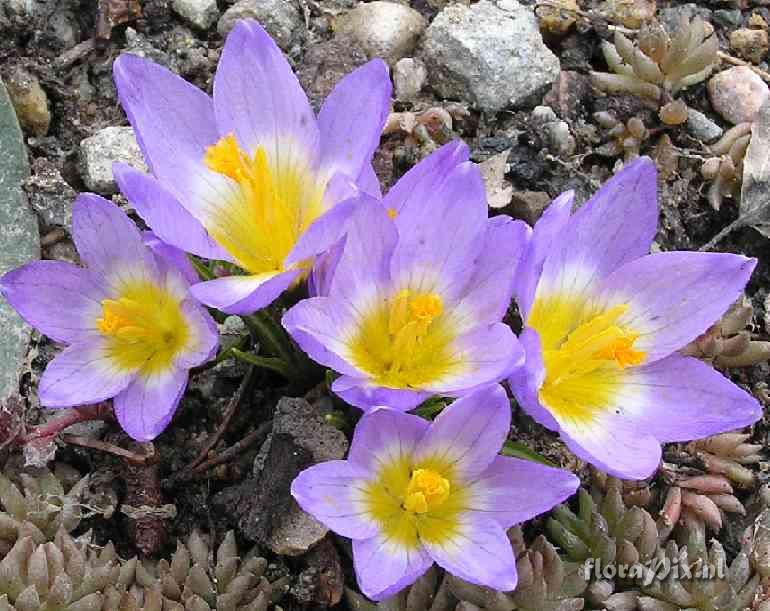 Crocus sieberi 