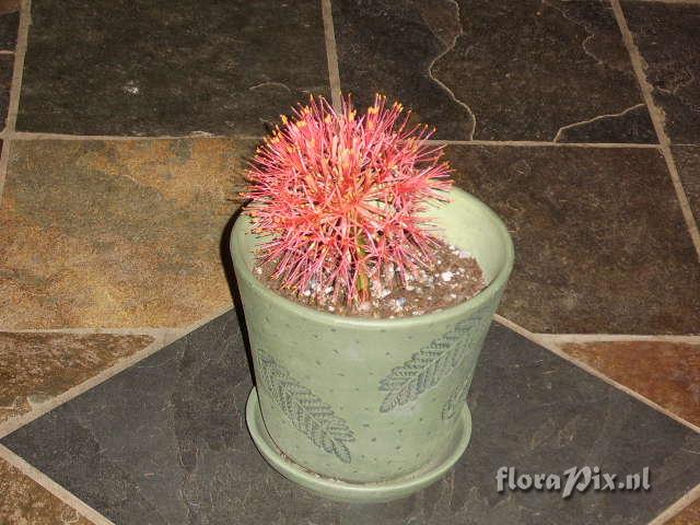 Scadoxus multiflorus ssp. multiflorus