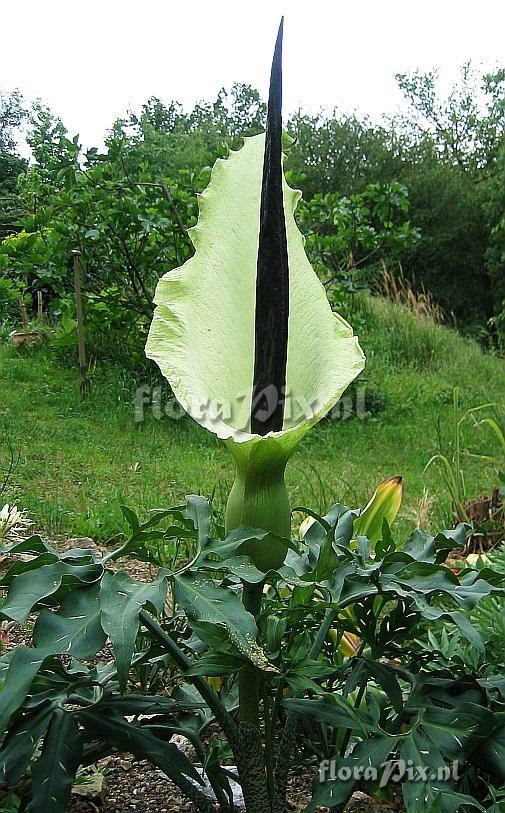 Dracunculus vulgaris var. albus