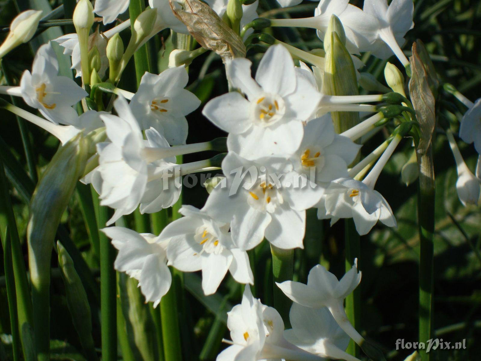 Narcissus broussonetti