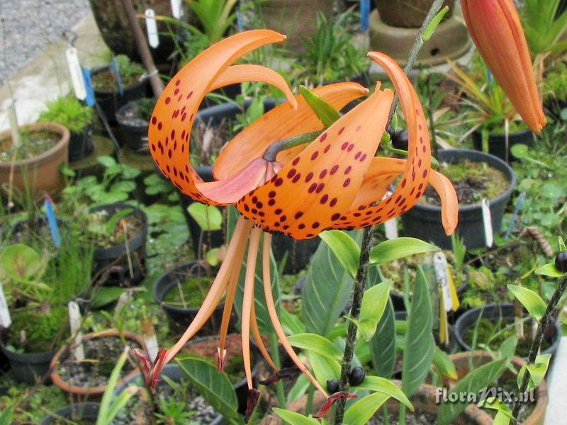 Lilium lancifolium