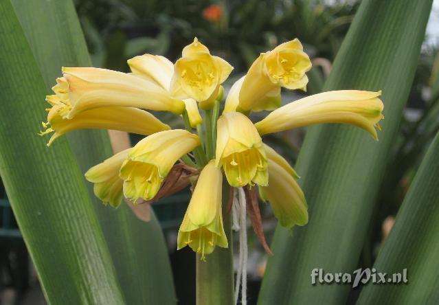 Clivia Interspecific Hybrid