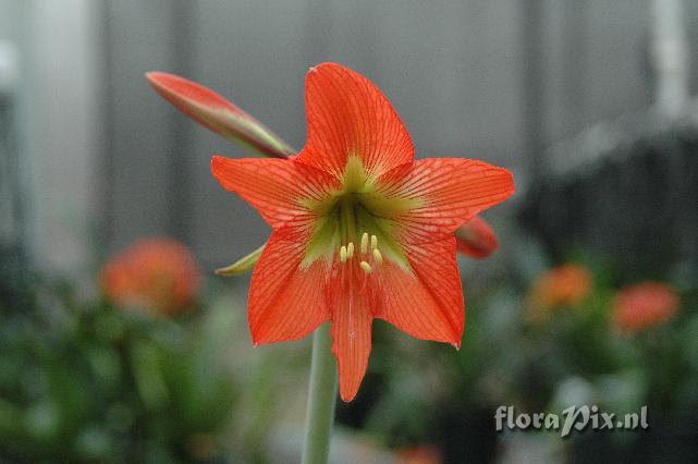 Hippeastrum psittacinum