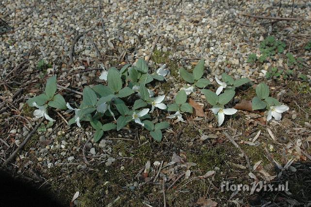 Trillium nivale