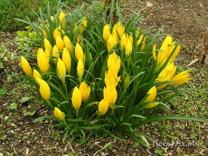 Sternbergia lutea