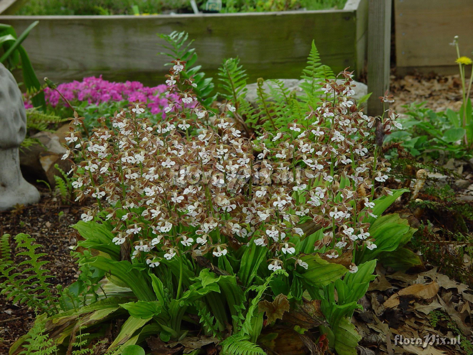 Calanthe discolor